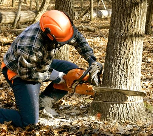 Tree Removal in New Lisbon, IN